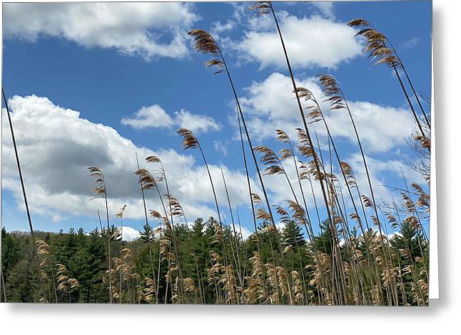Berkshires Flying Grass - Greeting Card