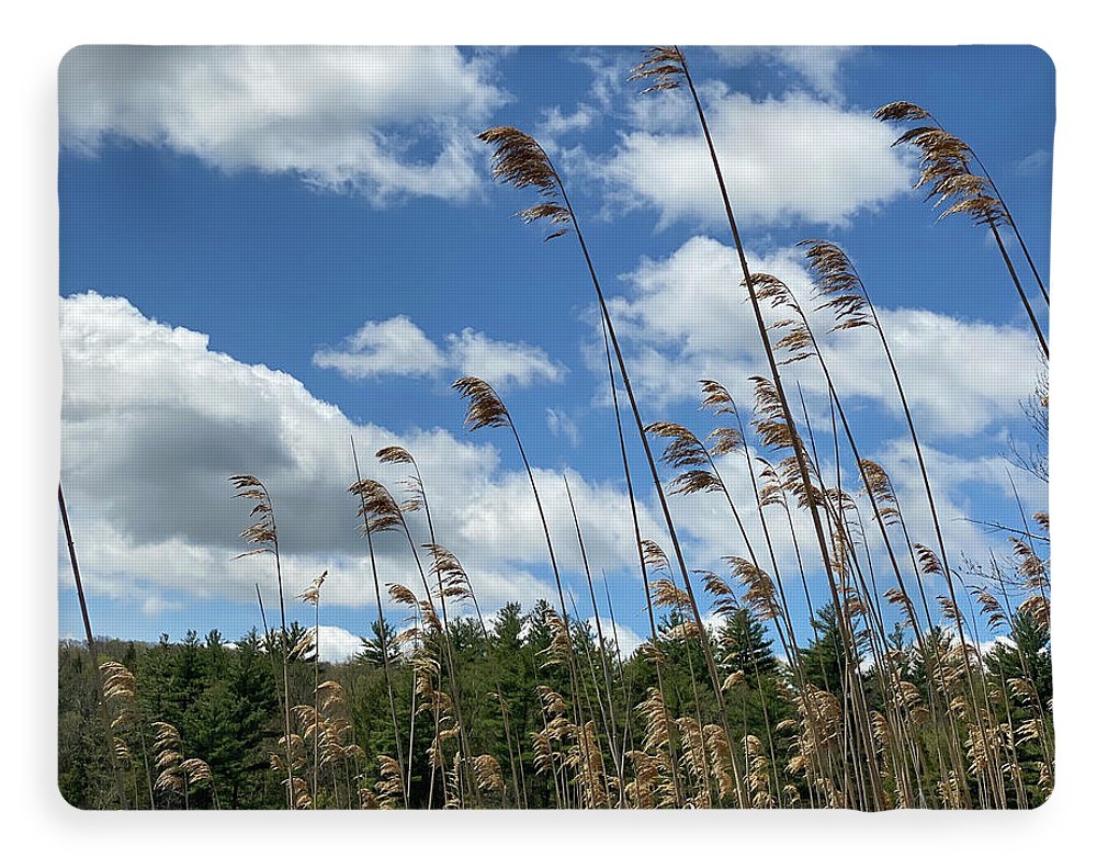 Berkshires Flying Grass - Blanket