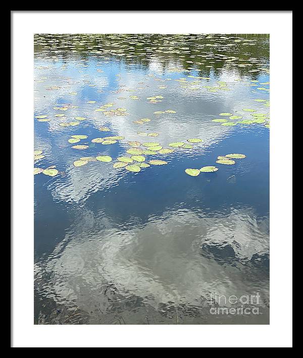Berkshires Lily Pads 1 - Pond Freshwater - Signs of Spring - Framed Print
