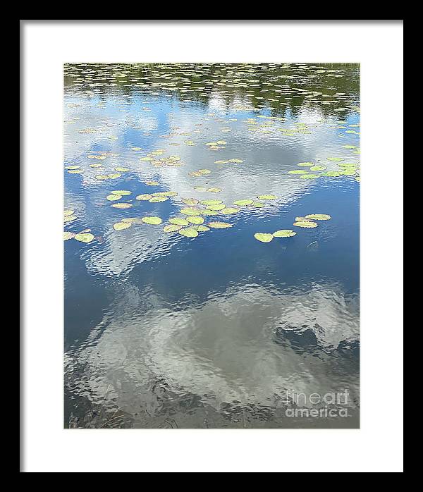 Berkshires Lily Pads 1 - Pond Freshwater - Signs of Spring - Framed Print