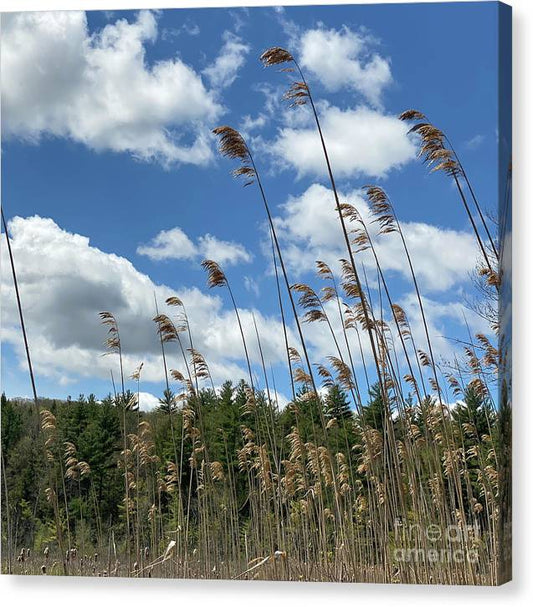Berkshires Flying Grass - Canvas Print