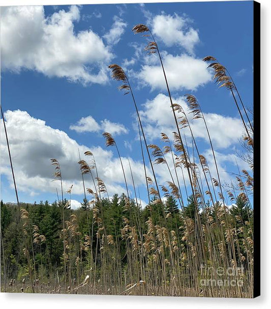 Berkshires Flying Grass - Canvas Print