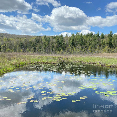 Berkshires Lily Pads Pond River Reflections- Signs of Spring - Art Print
