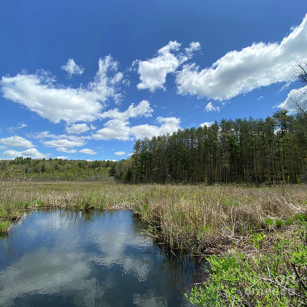 Berkshires Pond Grass 2 - Freshwater Marsh Pines - Art Print