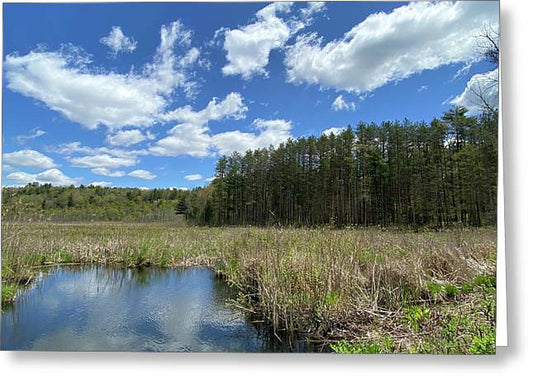 Berkshires Pond Grass 2 - Freshwater Marsh Pines - Greeting Card
