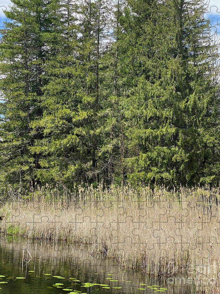 Berkshires Pond Grass - Puzzle