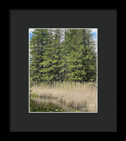 Berkshires Pond Grass - Framed Print