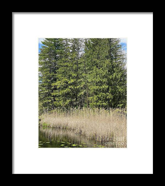Berkshires Pond Grass - Framed Print