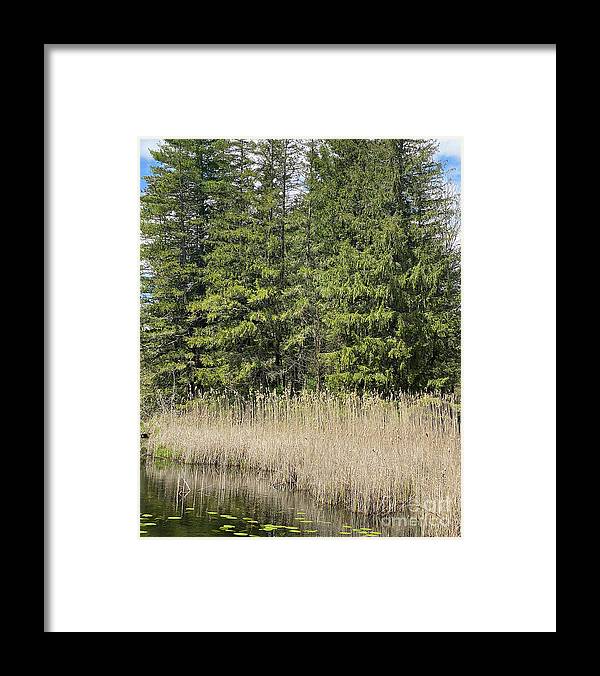 Berkshires Pond Grass - Framed Print