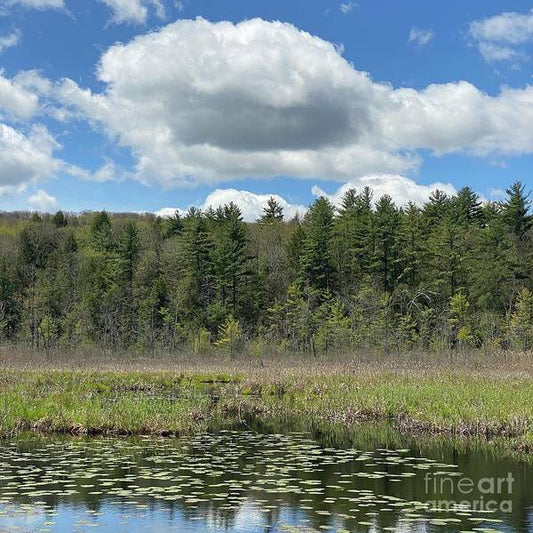 Berkshires - Stockbridge Lily Pads 5 - Art Print