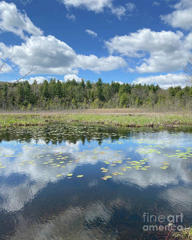 Berkshires Lily Pads 3 - Pond Lake Forest Pines Grass Spring - Art Print